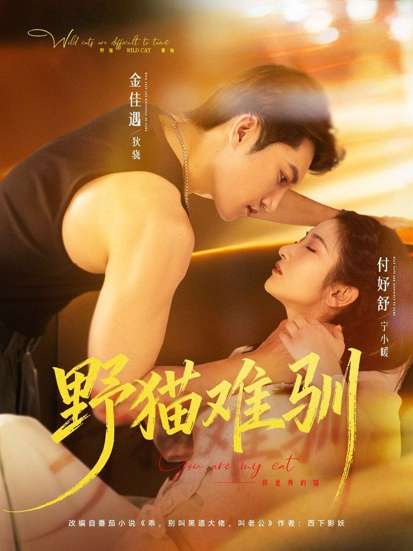 野猫难驯 高清封面