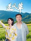 逆风草 热播剧封面